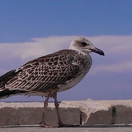 Labum Διαμέρισμα Izola